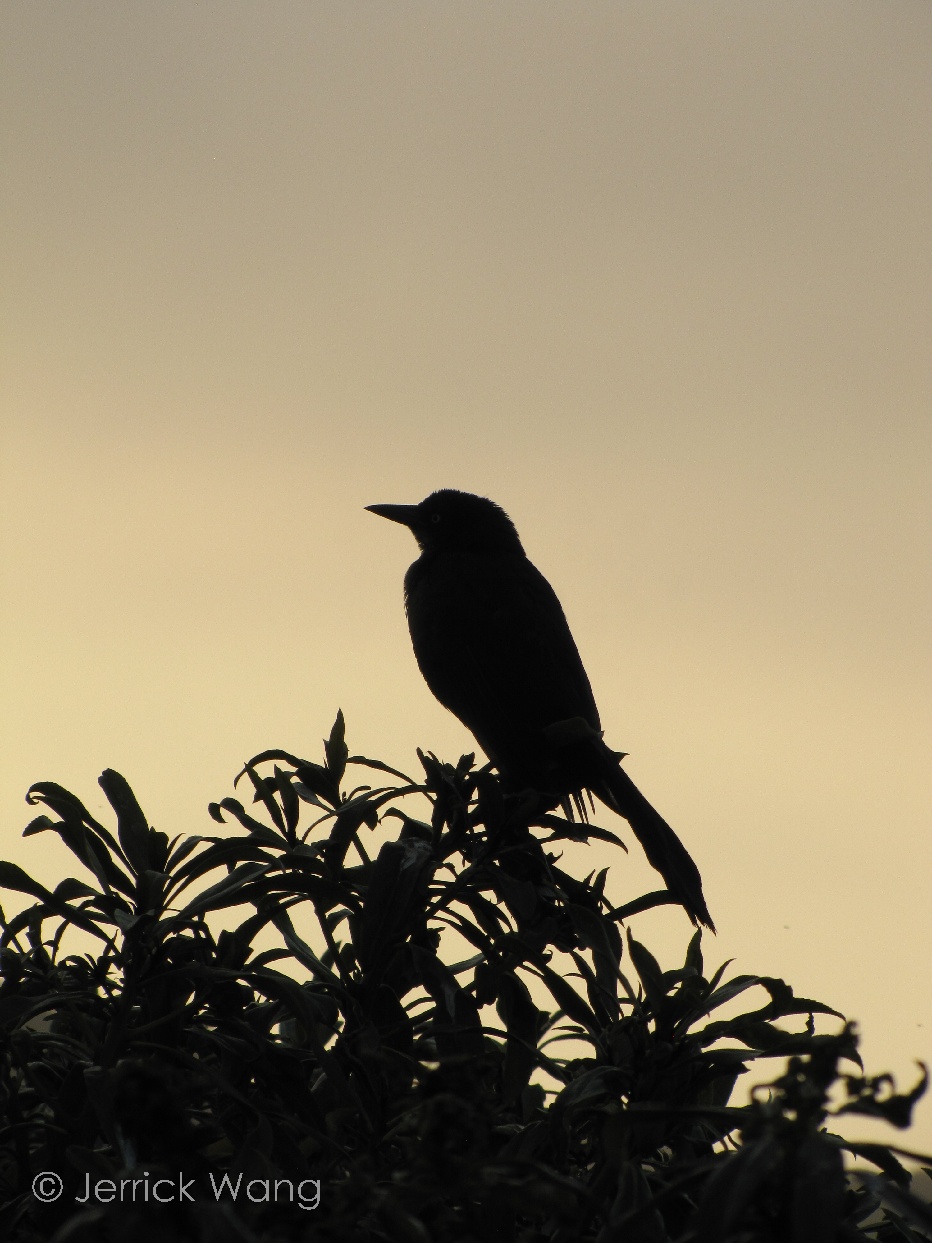 Silhouette of a Bird