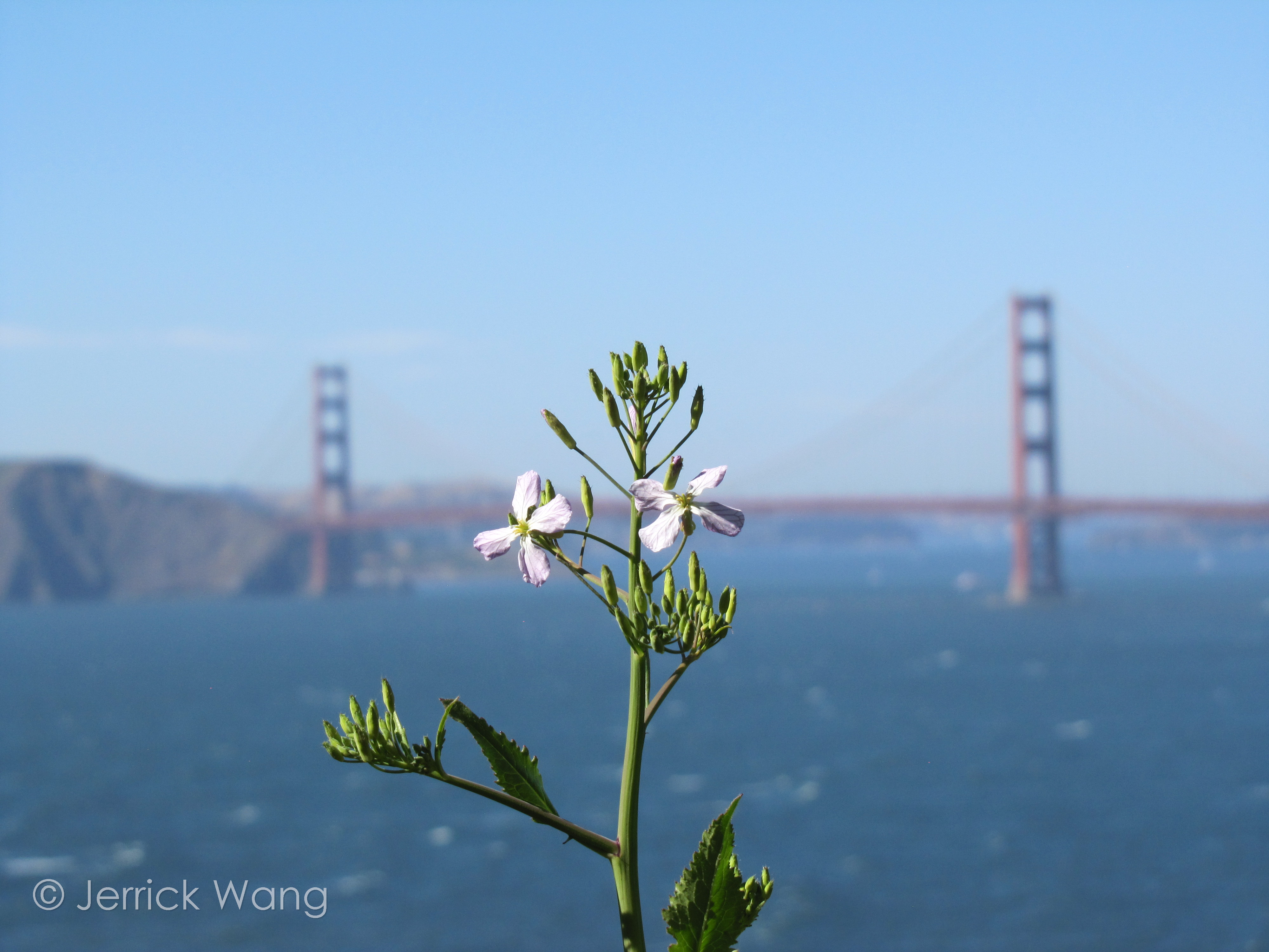 Flower and Bridge