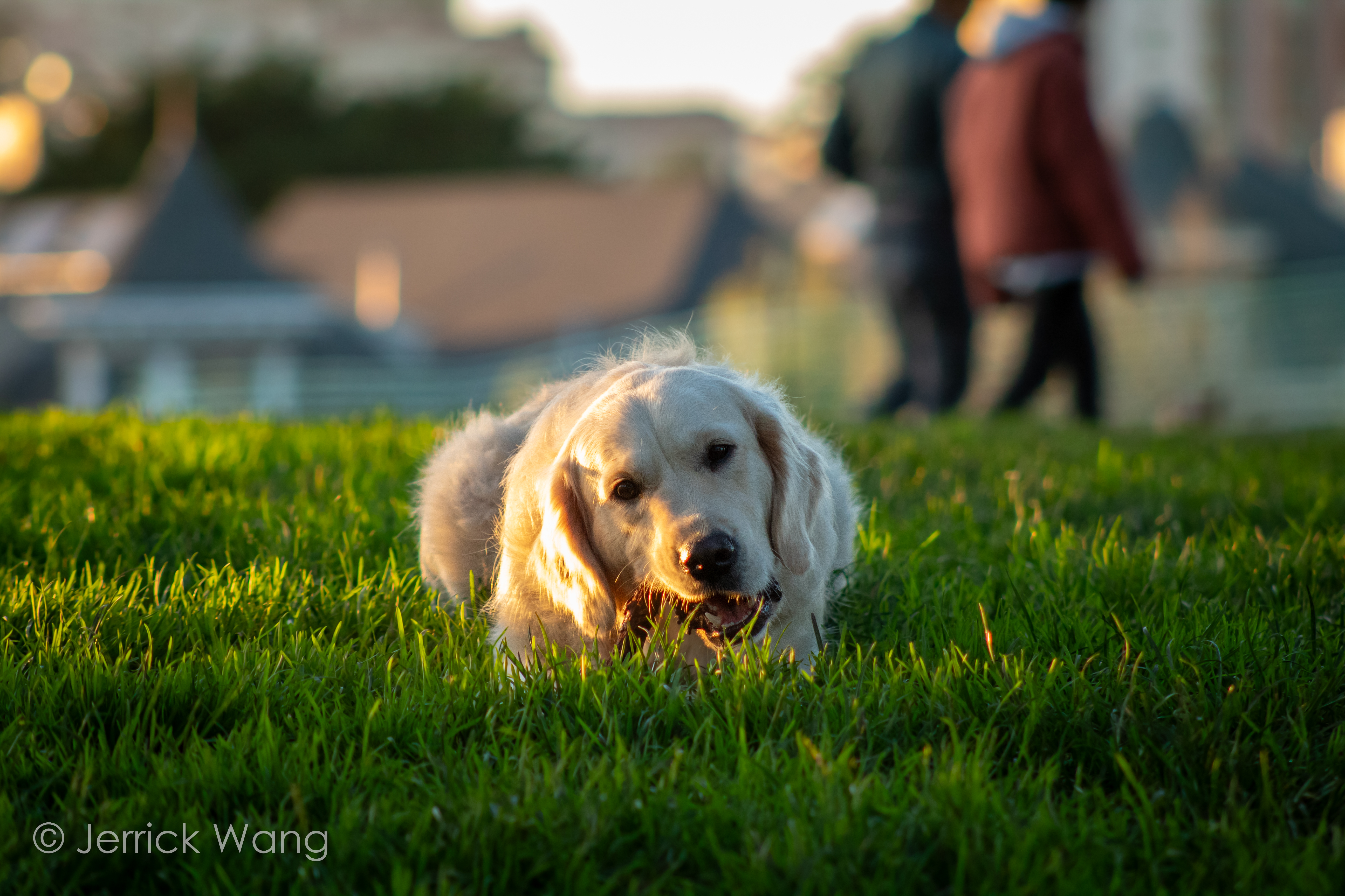 Dog at Alamo Square