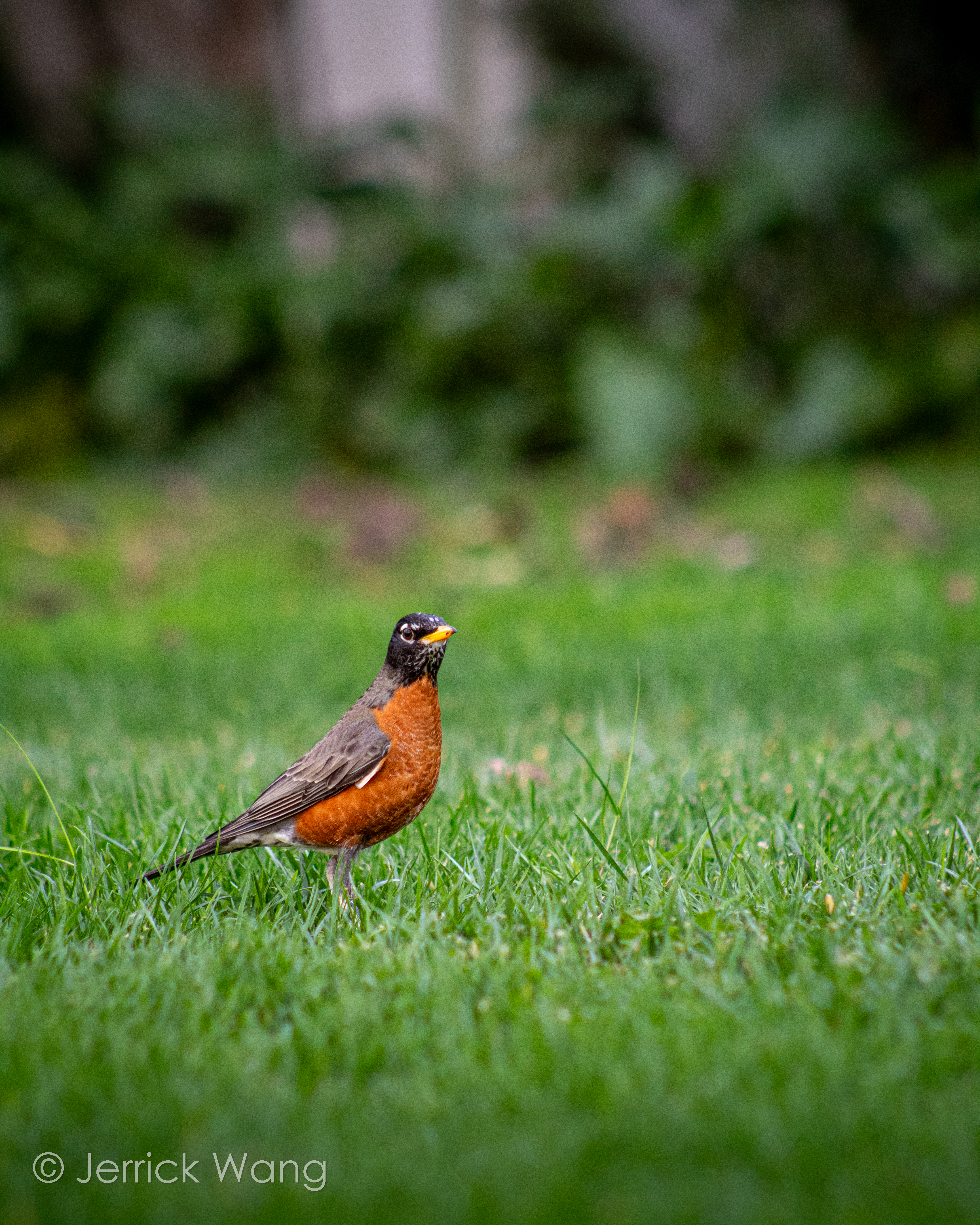 American Robin