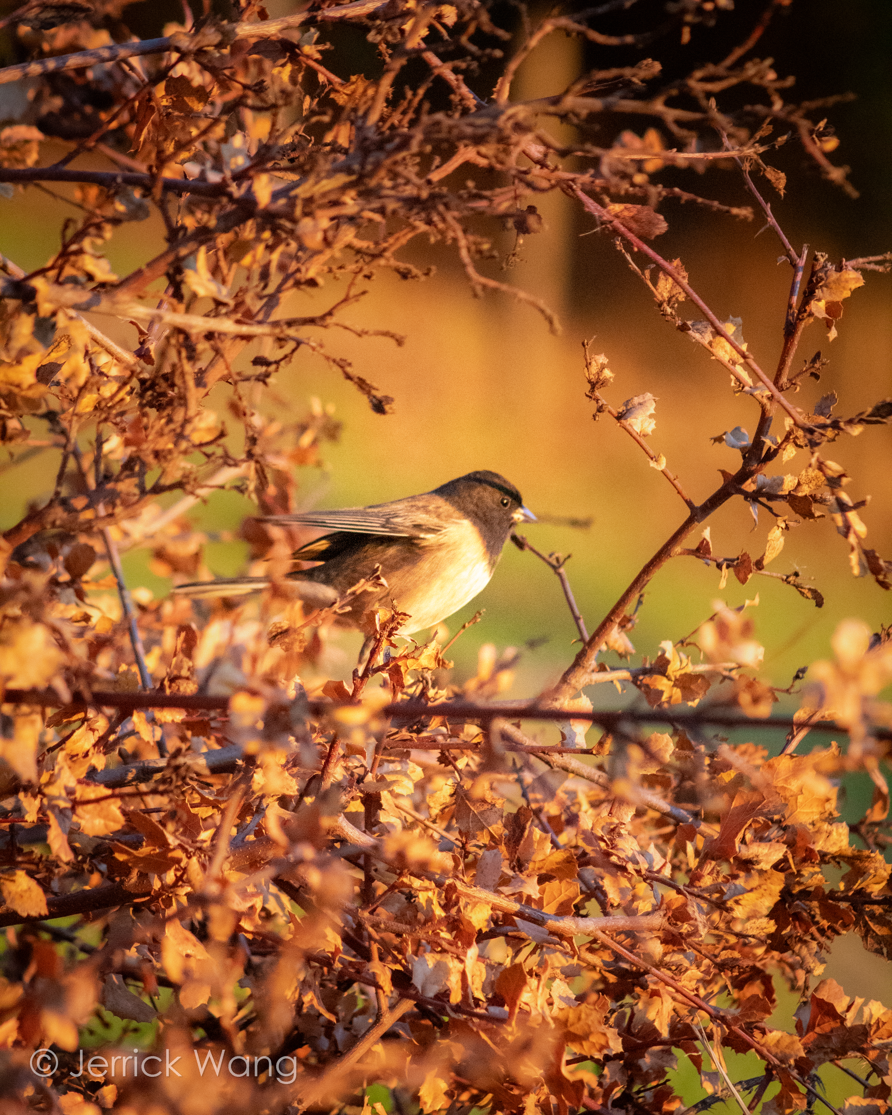 Dark-eyed Junco
