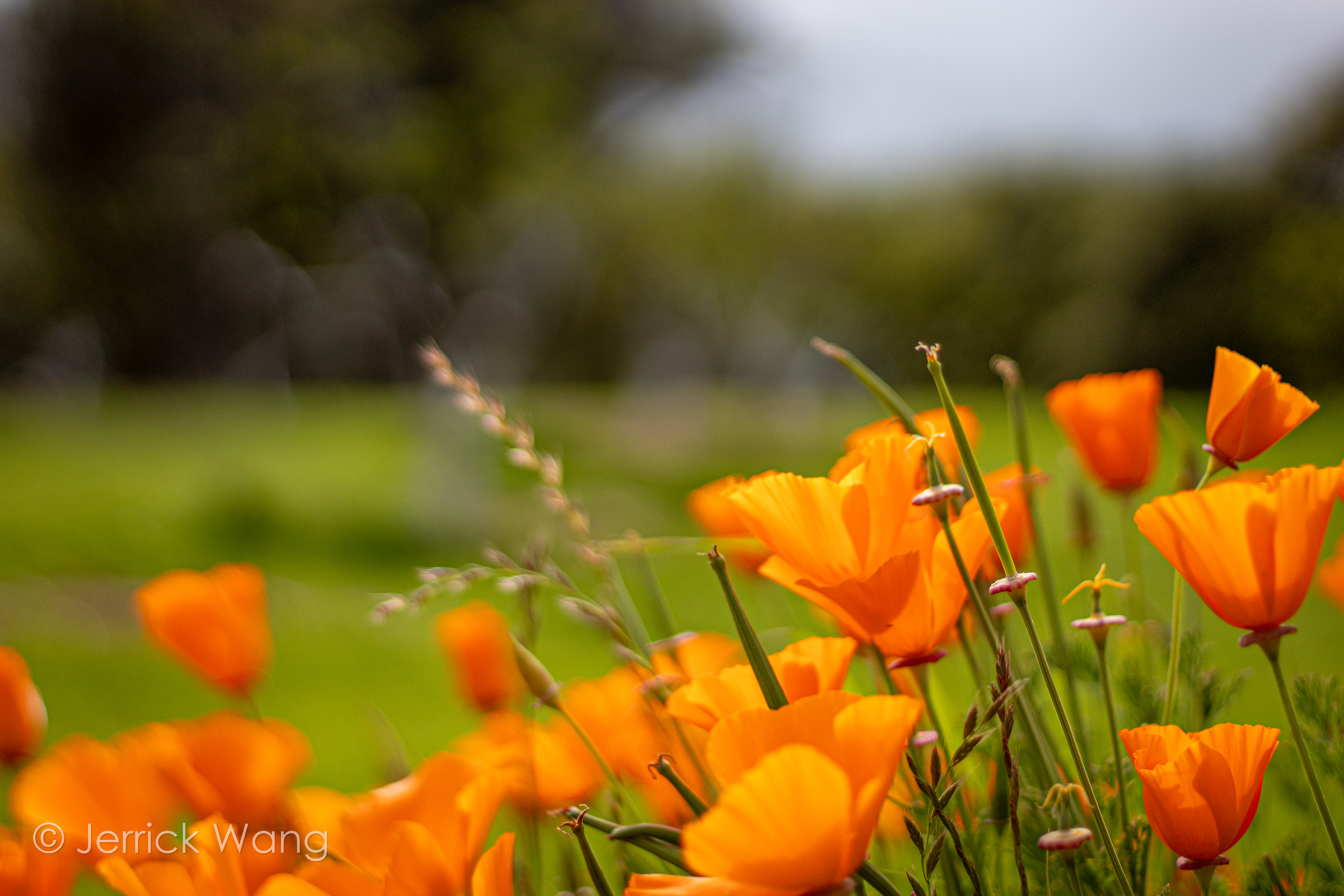 Muir's Poppies