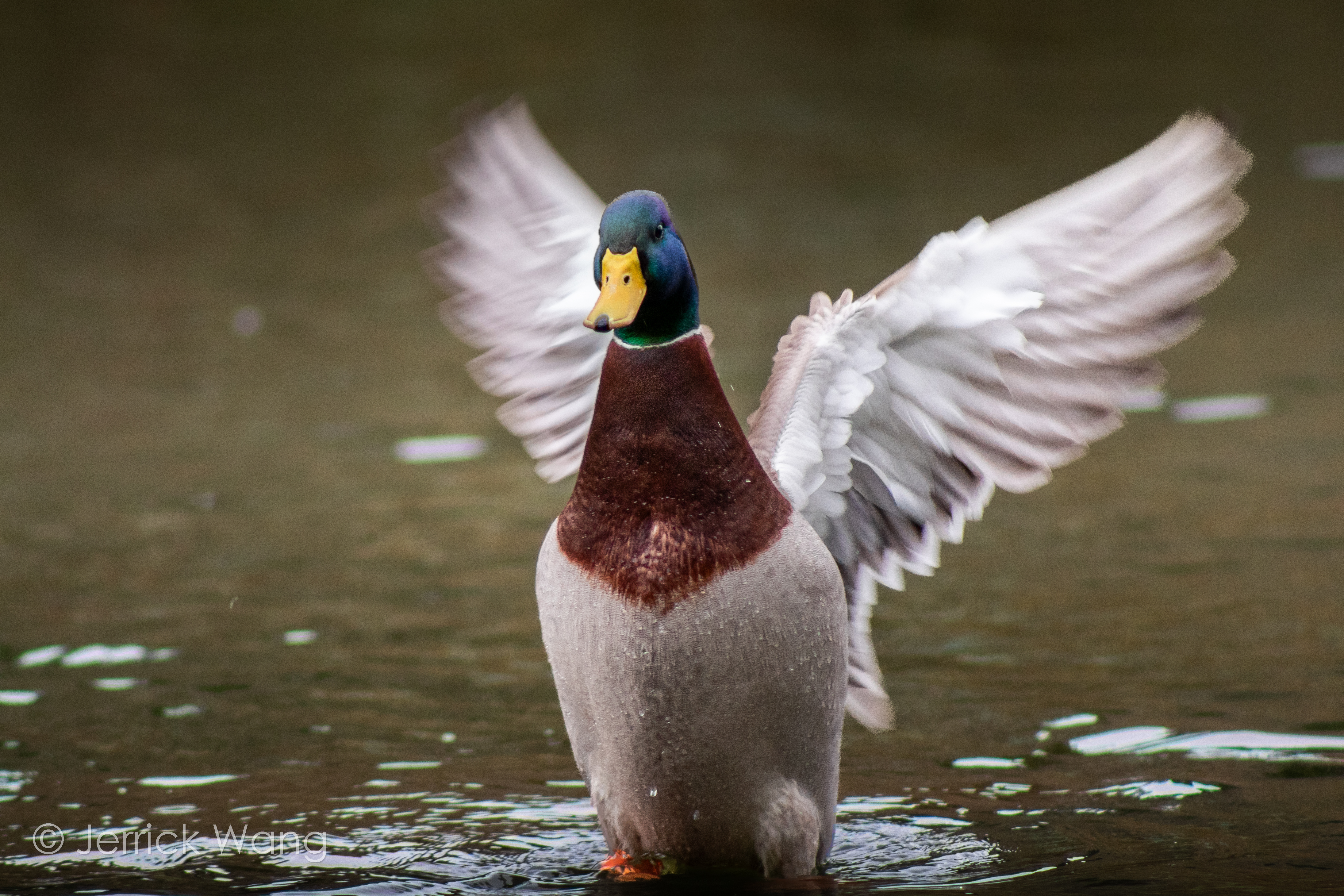 Mallard duck stretching