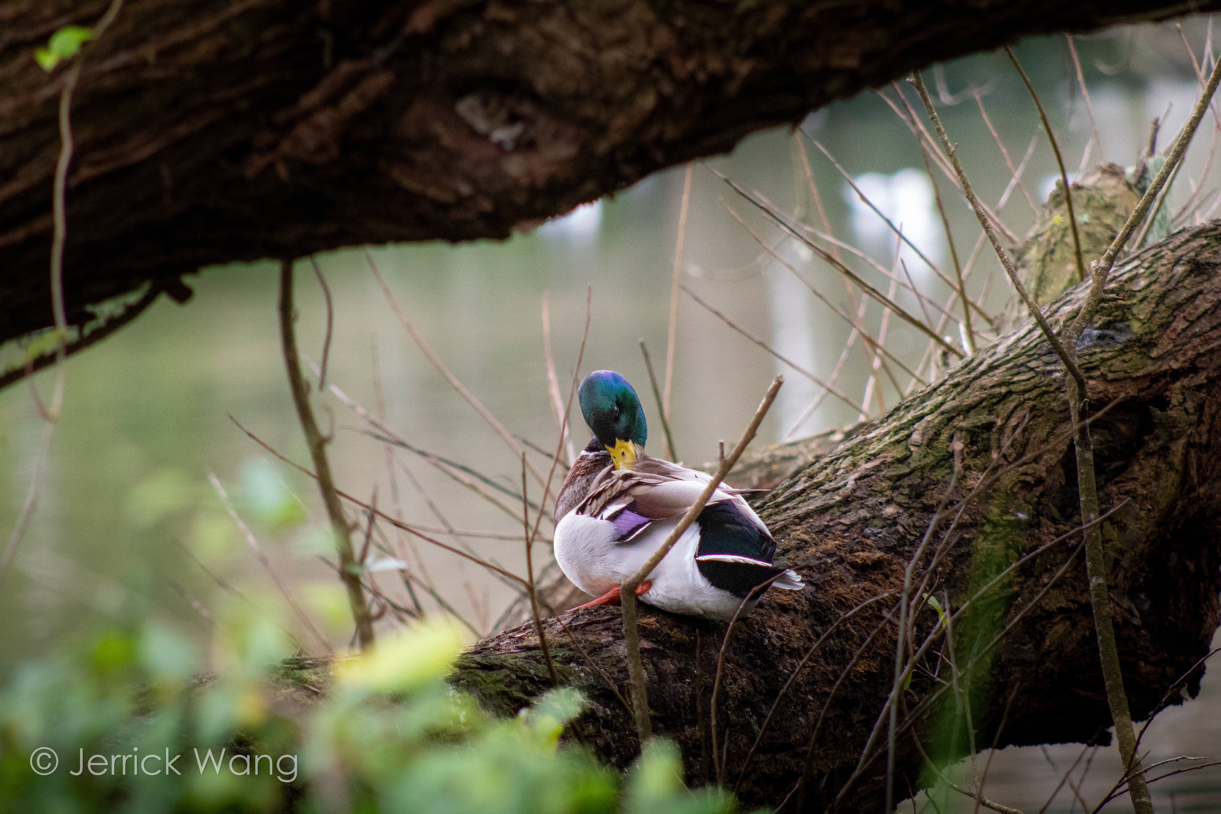 Mallard Duck on a Log